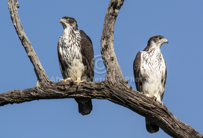 African Hawk Eagle