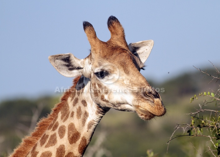 Giraffe Female Close-up