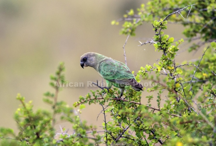 Brown-headed Parrot