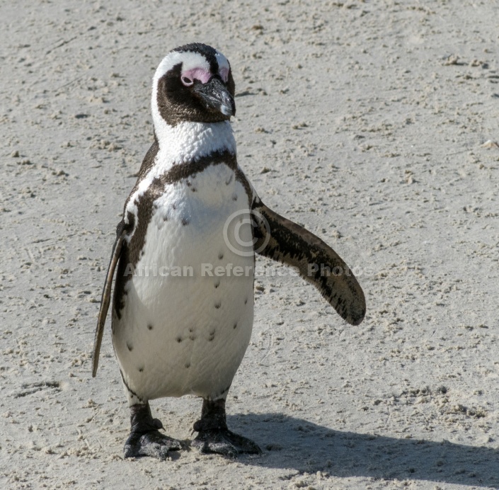 African Penguin