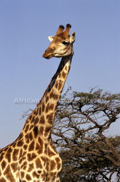 Giraffe