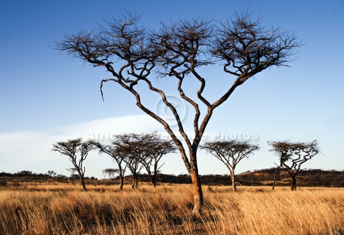 Acacia Trees in Long Winter Grass