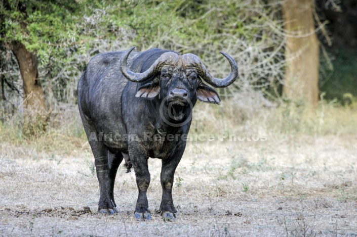 Buffalo Bull