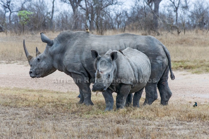 White Rhino Reference Photo