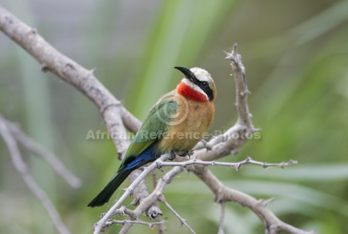 White-fronted bee-eater