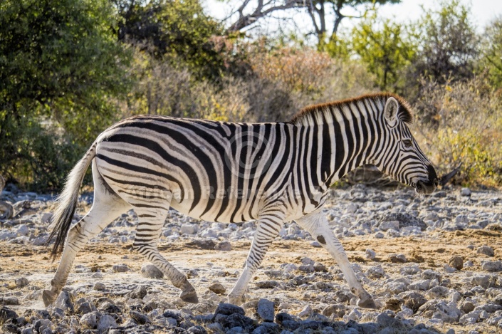 Zebra Walking, Side-on