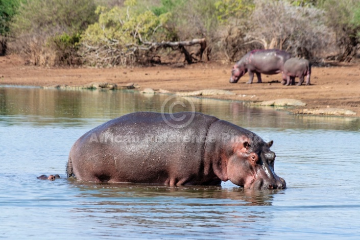 Hippo walking towards land