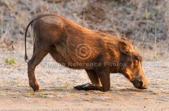 Warthog Foraging