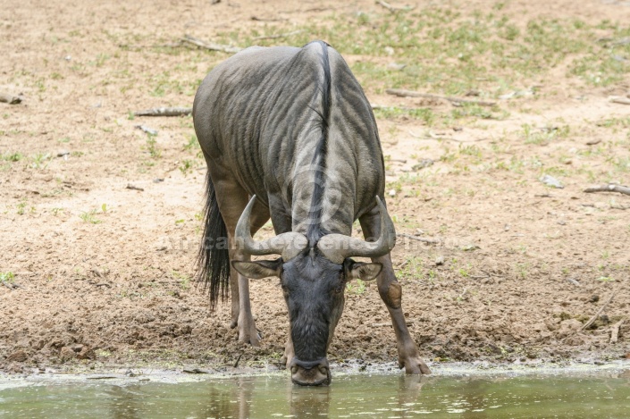 Blue Wildebeest at Waterhole