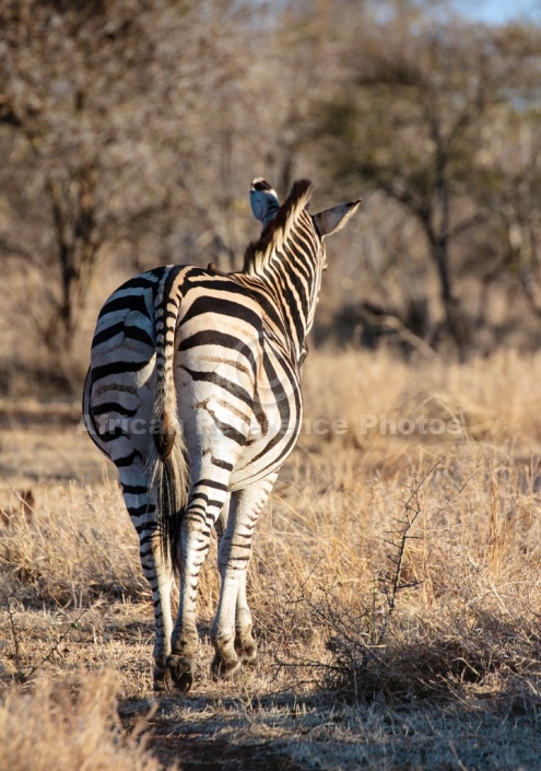 Zebra, View from the back
