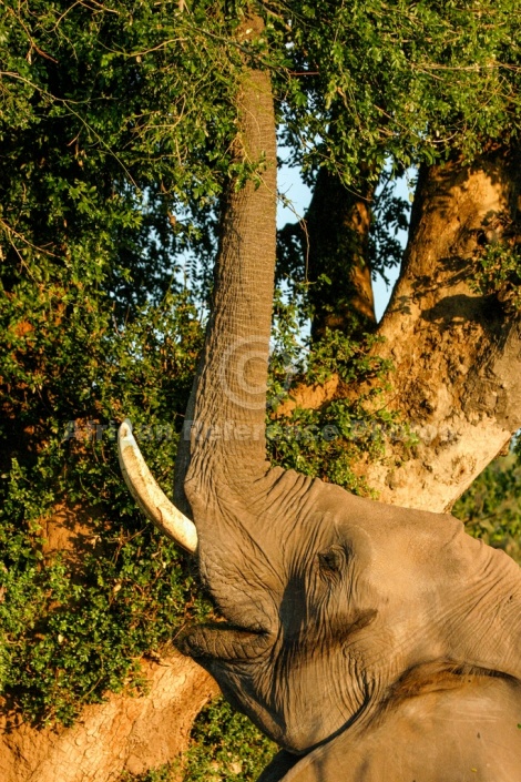 Elephant Reaching Up with Trunk to Feed