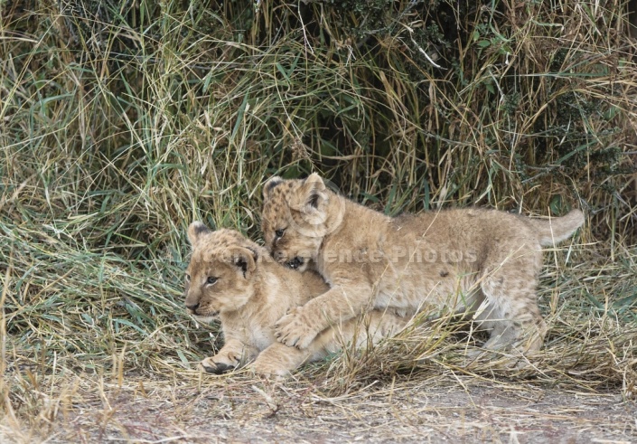 Lion Cub