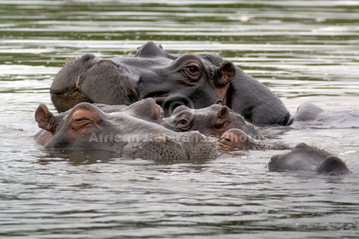 Hippo Pod Close-up