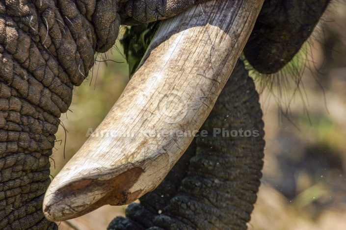 Elephant Tusk Close-up