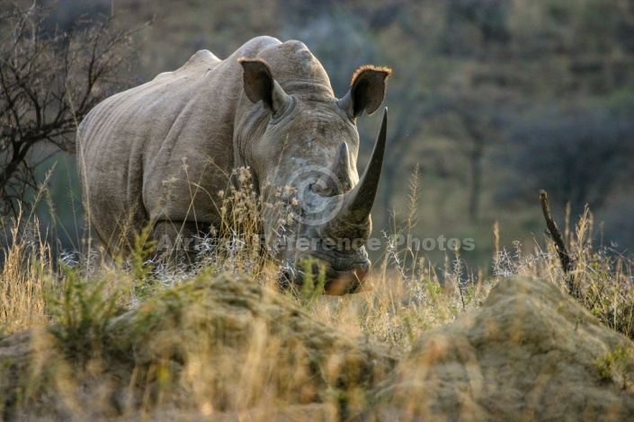 White Rhinoceros in Acacia Grassland