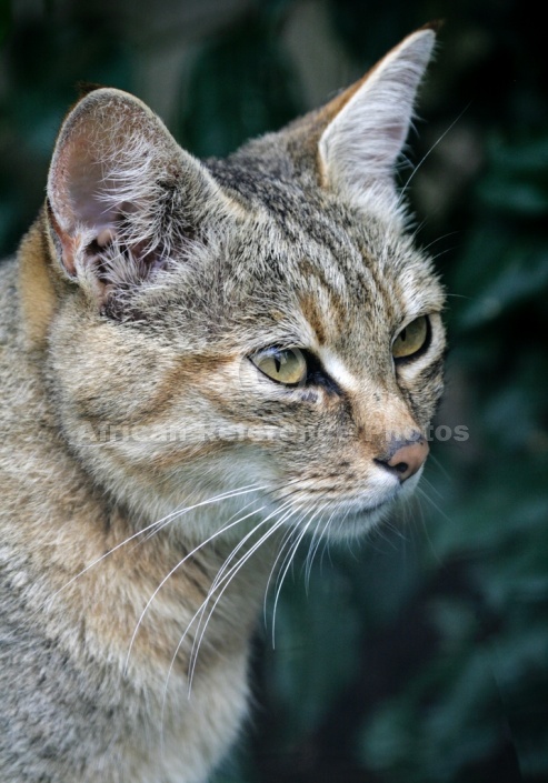 African Wild Cat, Head Shot