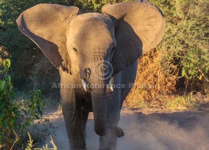 Young Elephant Confronting Game Drive Vehicle