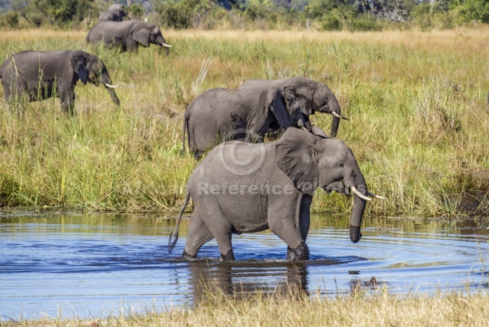 Elephants in Wetland