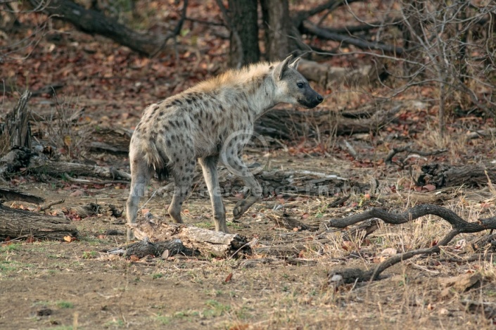 Spotted Hyena photo for art reference