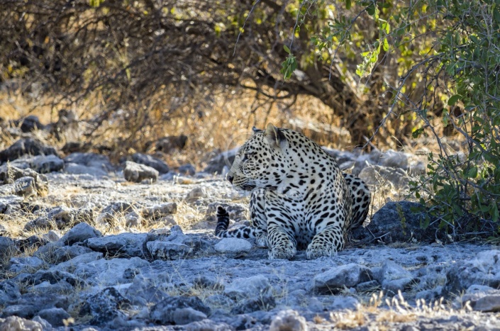 Leopard Lying in Shade