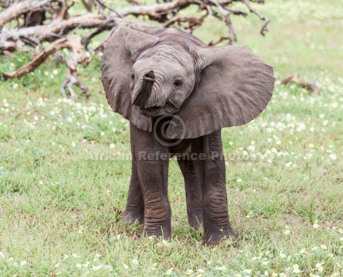 Baby Elephant Standing with Ears Spread