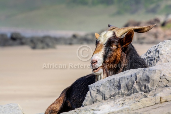 Goat on Rocks with Beach in Background
