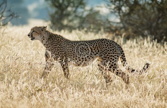 Cheetah Female in Winter GraSS
