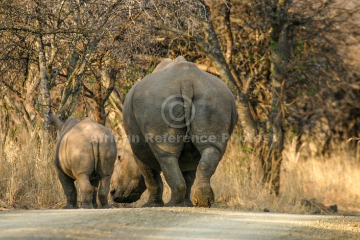 White Rhino Female with Youngster