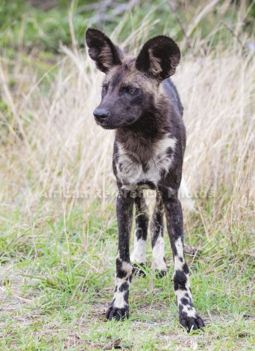 Wild Dog