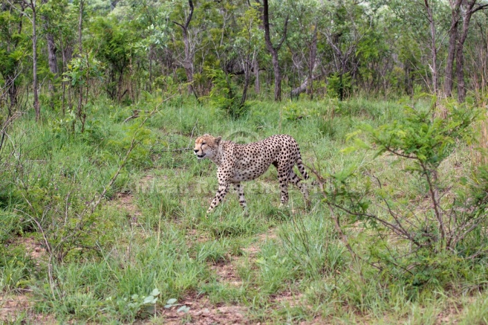 Cheetah Male Traversing Open Ground
