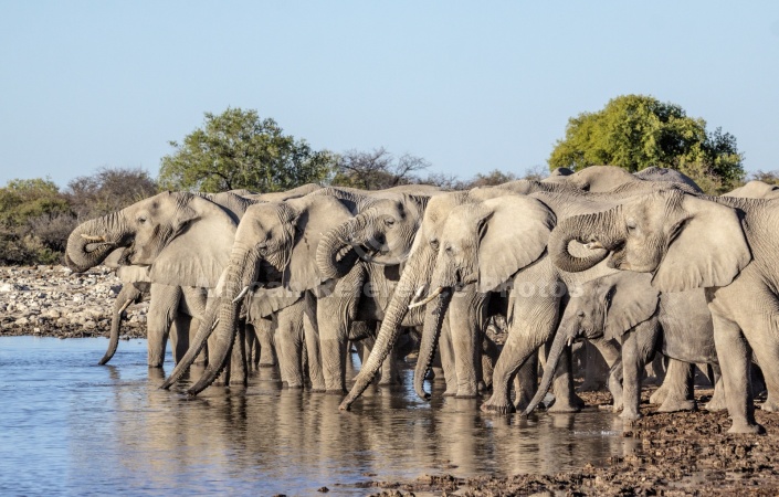 Elephant Drinks Time