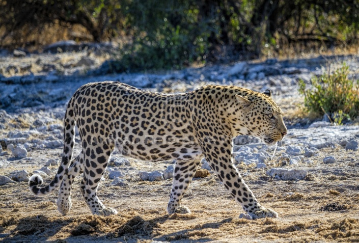 Leopard on the Move