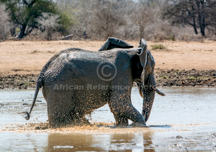 Elephant Making a Splash