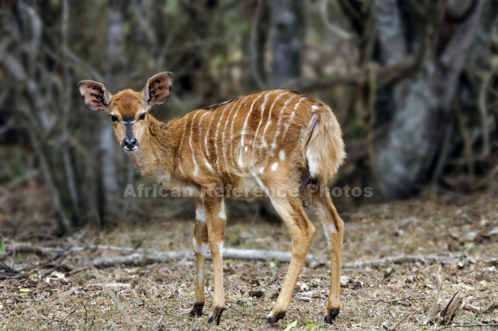 Nyala antelope fawn