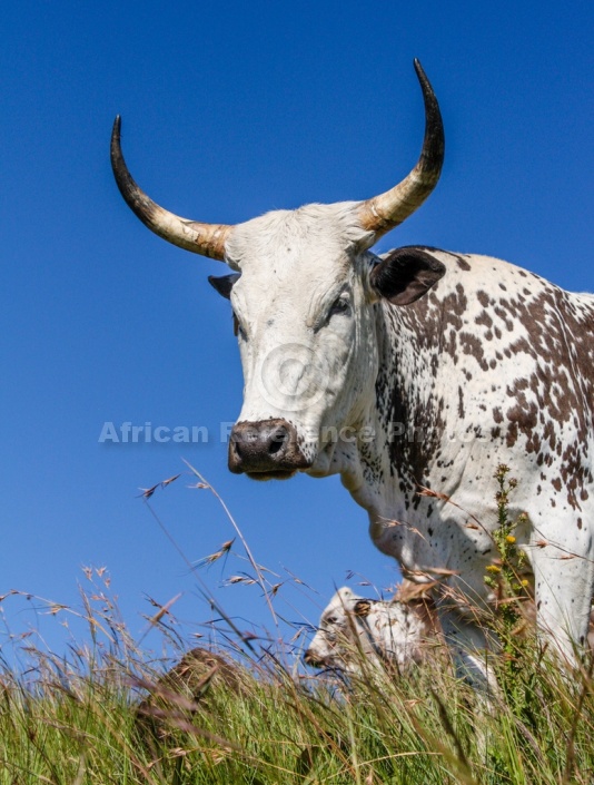 Nguni Cow, Head Shot