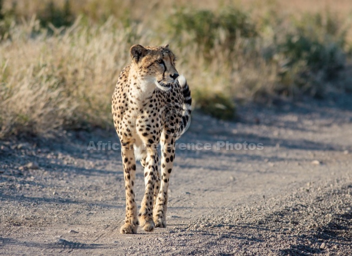 Cheetah Female o n Dirt Road