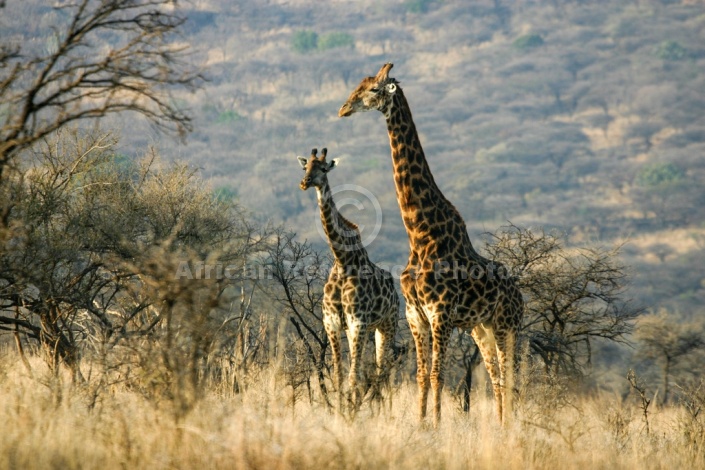 Giraffe Male with Female
