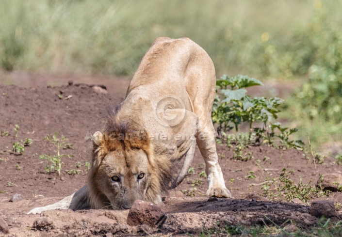 Lion Male Drinking