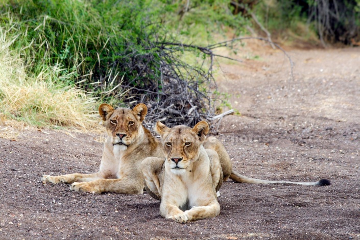 Lioness Pair