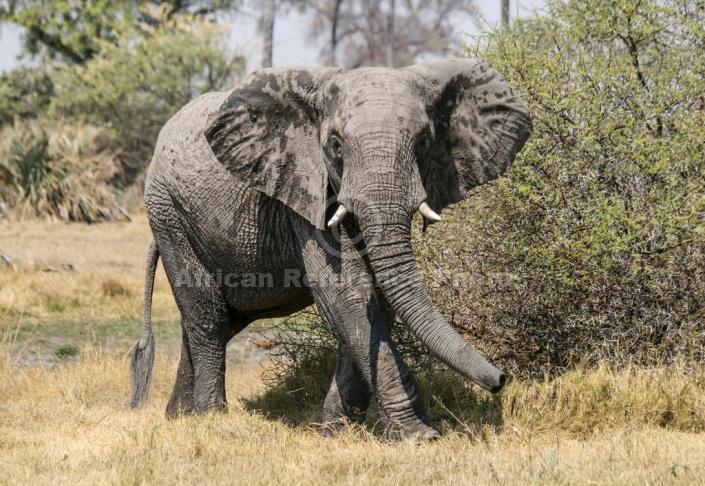 African Elephant Reference Photo