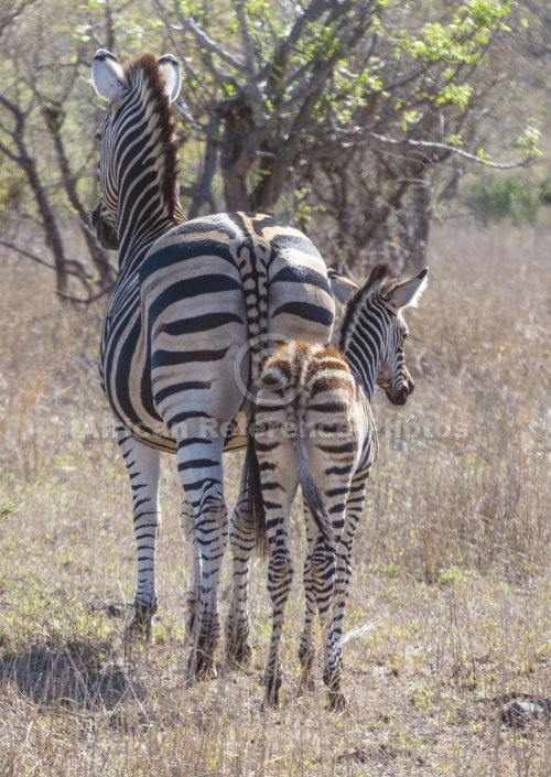 Zebra Mother and Foal