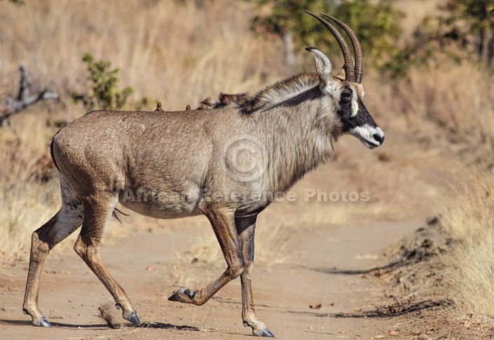 Roan Antelope, Side View