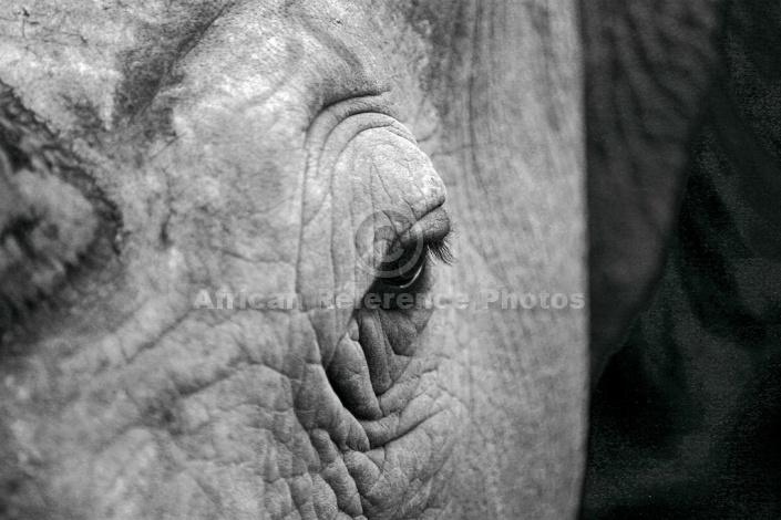 Close-up of White Rhino's Eye