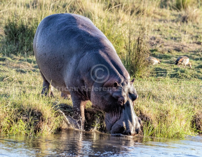 Hippo Entering Water