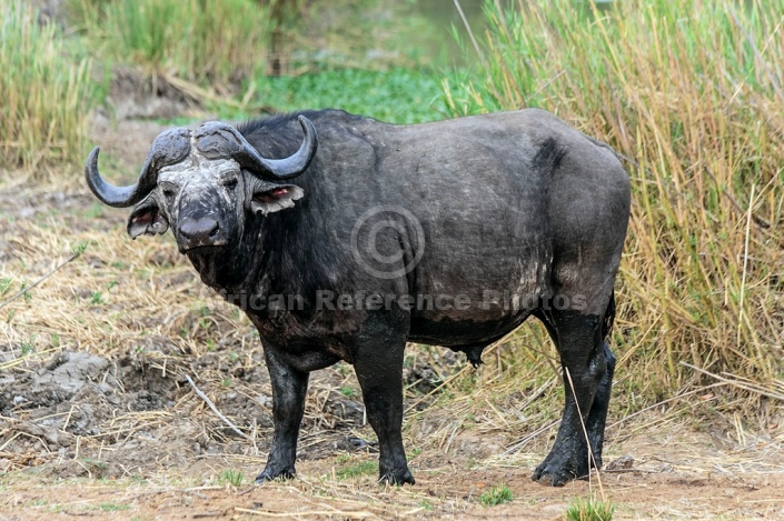 African Buffalo