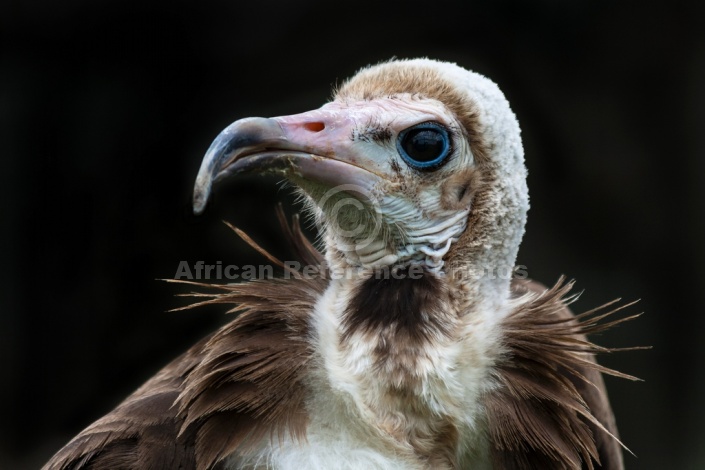Hooded Vulture, Close-Up