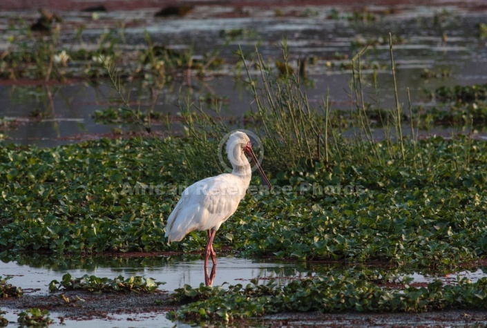 African Spoonbill Reference Picture