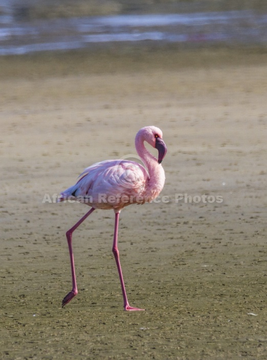 Lesser Flamingo, Side View