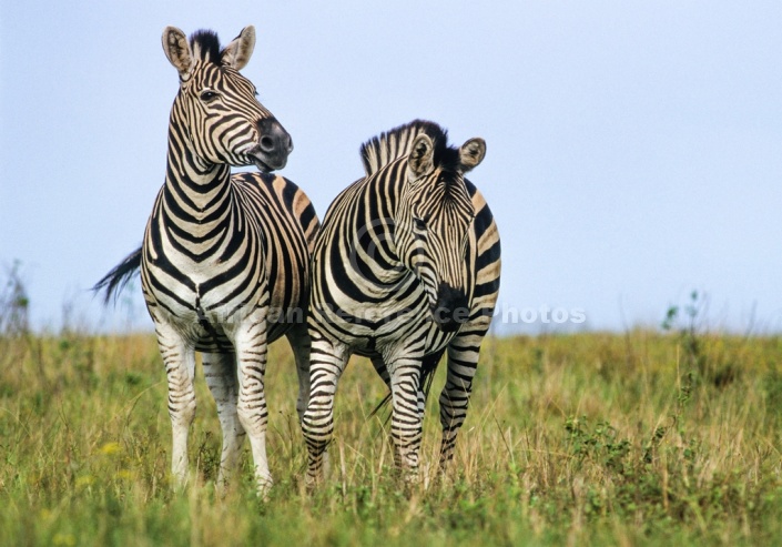 Zebra Pair, Front-on View