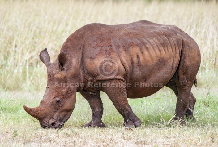 Juvenile White Rhino Grazing